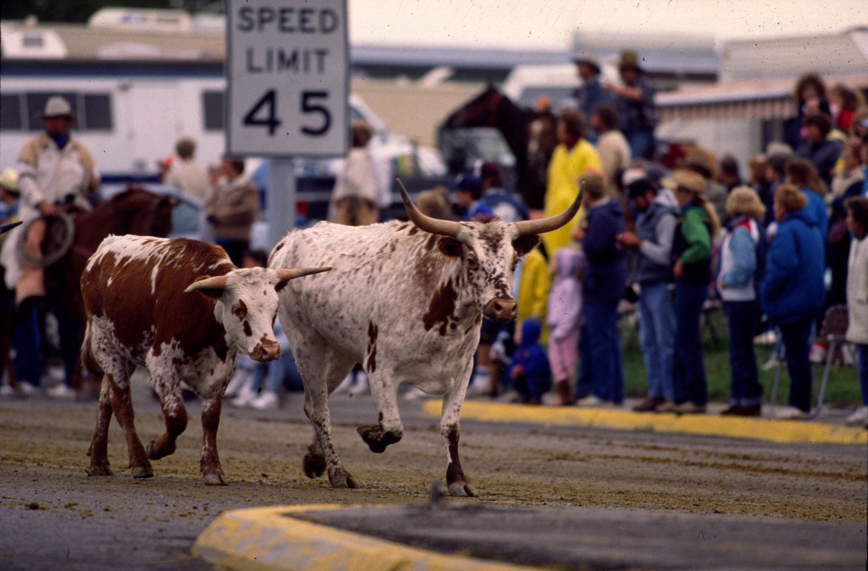 Great Montana Centennial Cattle Drive